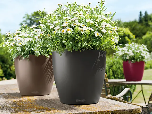 Ein Blumentopf mit weißen Gänseblümchen steht auf einem Holztisch im sonnigen Garten.