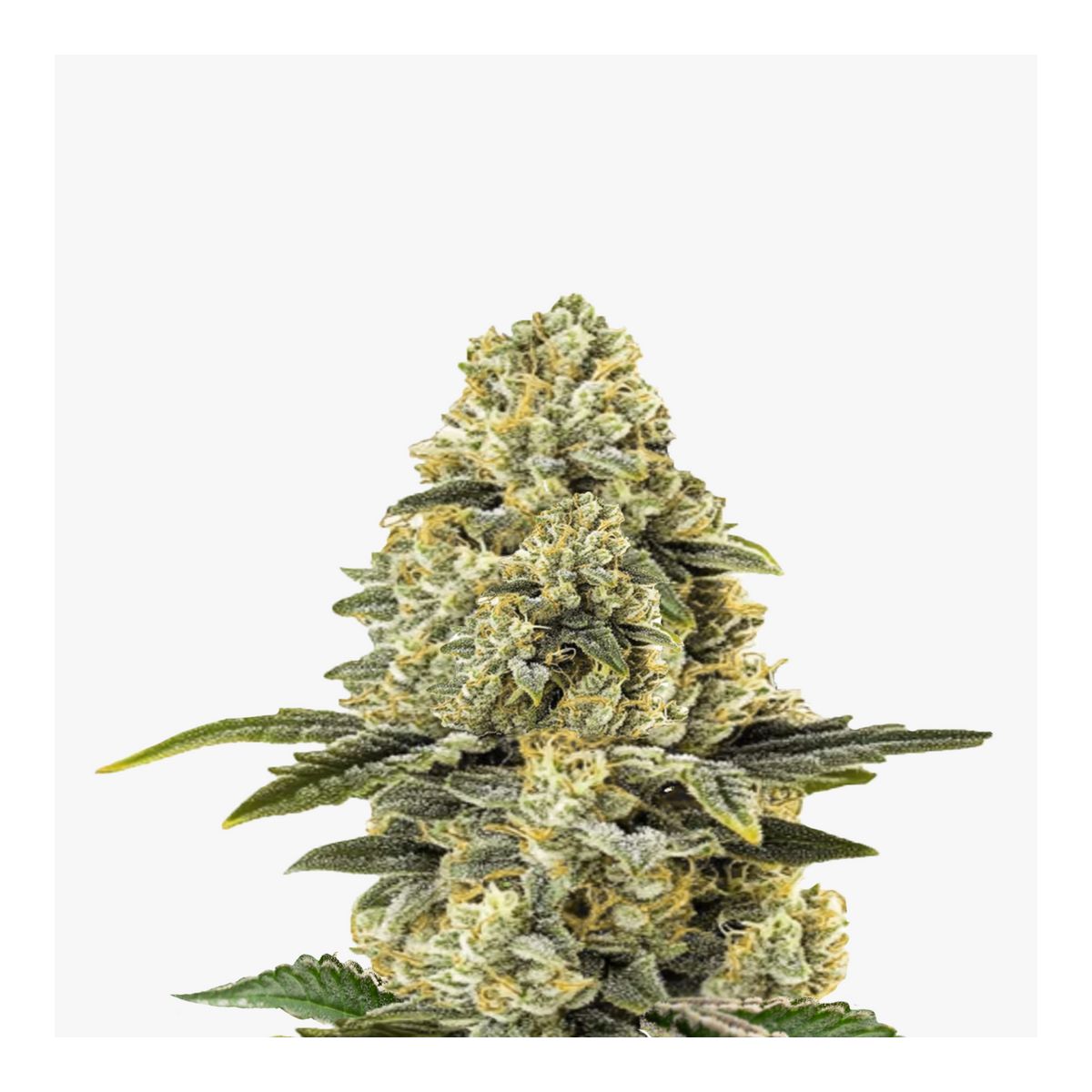 Hanfssamen Amnesia Haze F1 Auto Bild 2