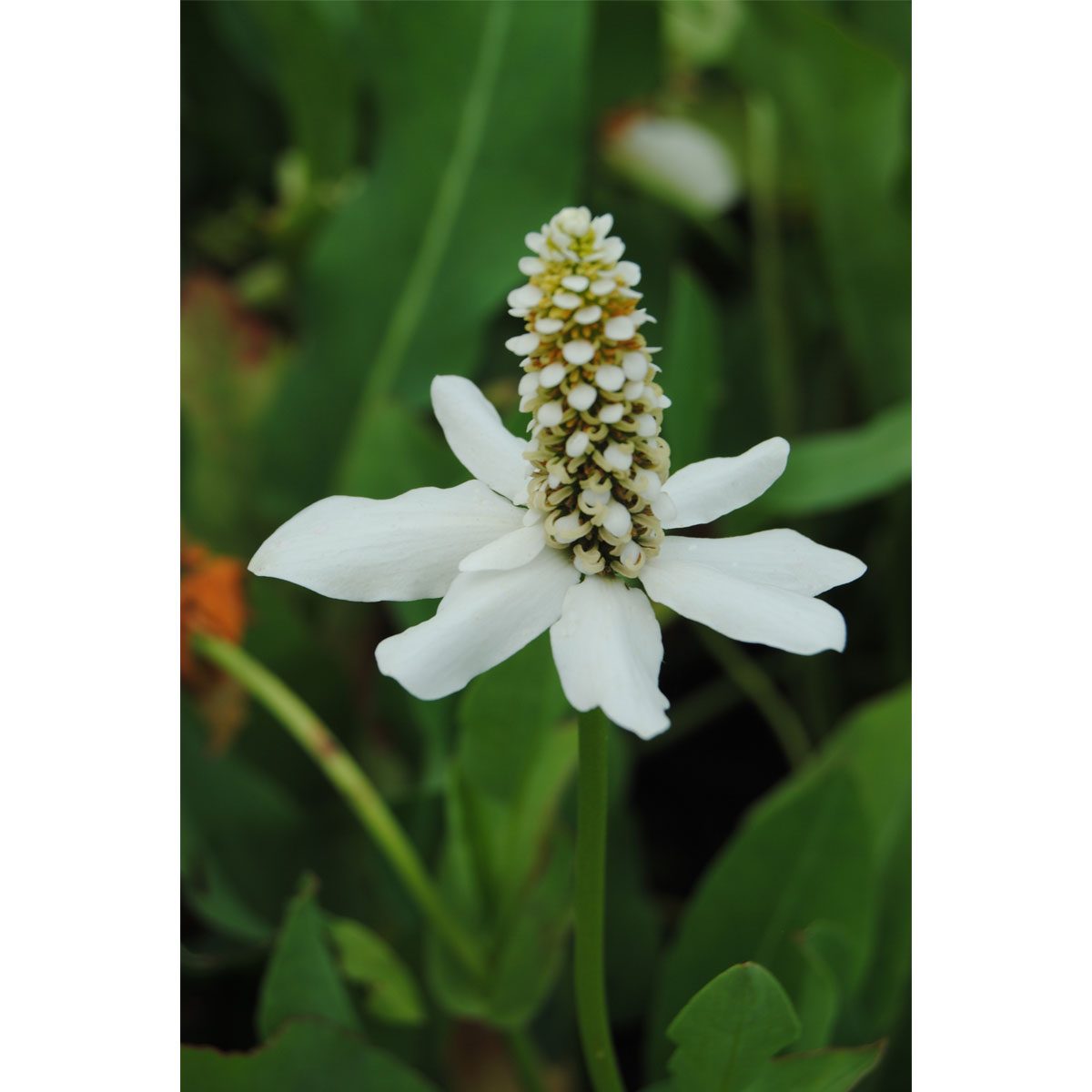 Plantiflor  Kalifornischer Eidechsenschwanz Topf Durchmesser 17 cm