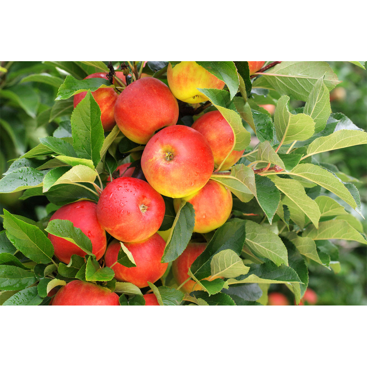 Plantiflor Apfelbaum Elstar Gartenhochstamm 175-225 cm Bild 2