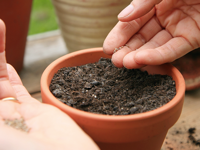 Eine Hand pflanzt Samen in einen mit Erde gefüllten Tontopf auf einem Holztisch.