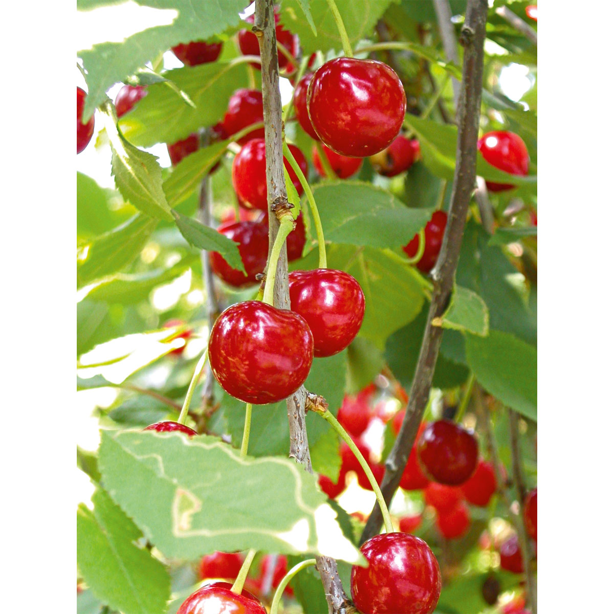 Plantiflor Sauerkirsche Morellenfeuer Buschm Topf Durchmesser 28 cm Bild 2