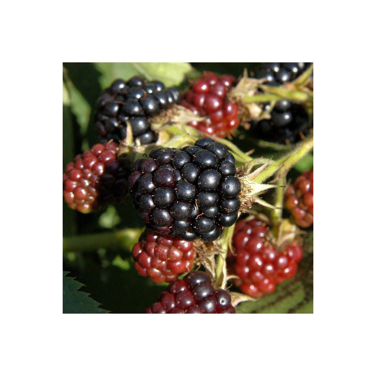 Plantiflor Hänge Brombeere Black Cascade Topf Durchmesser 17 cm