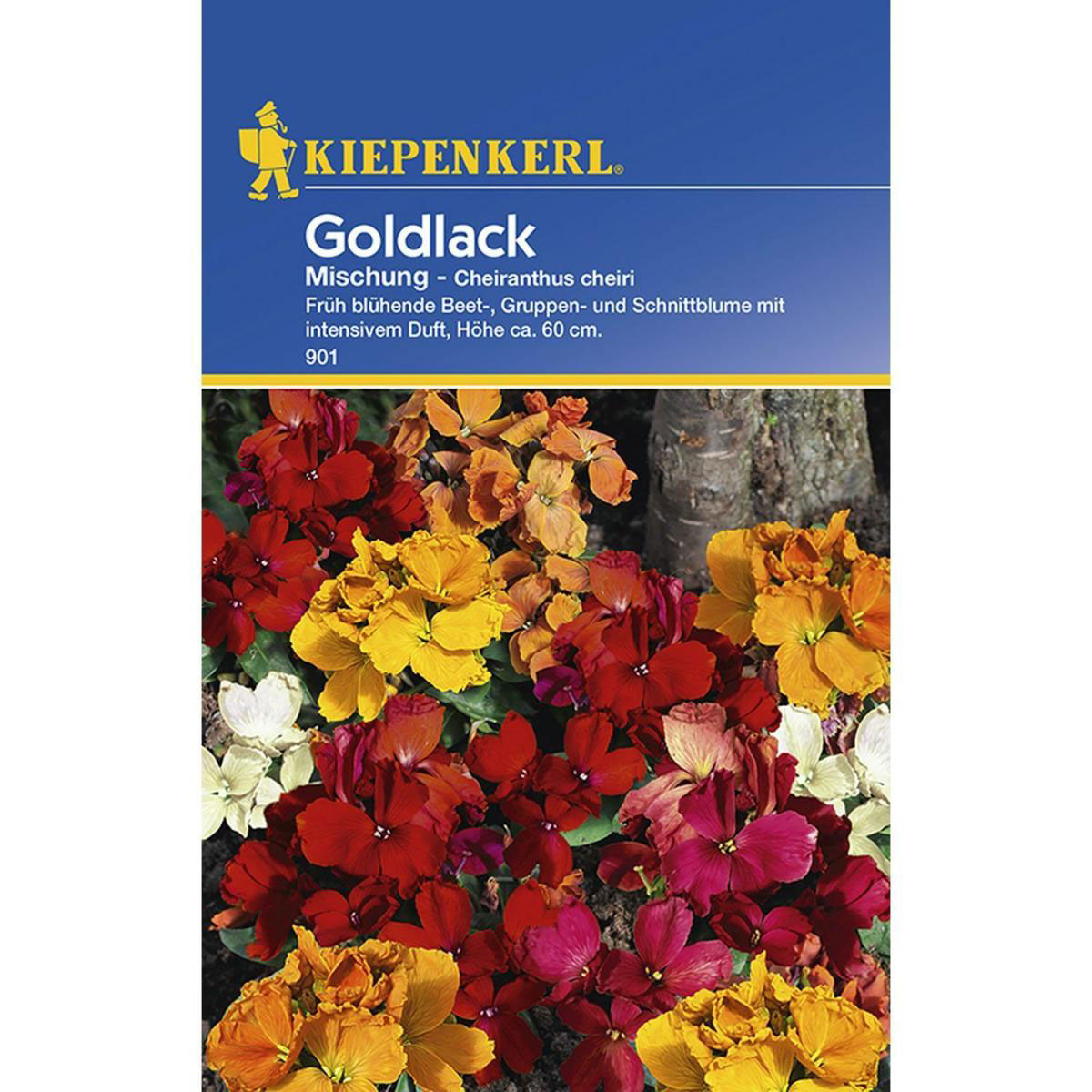Kiepenkerl Goldlack Mischung