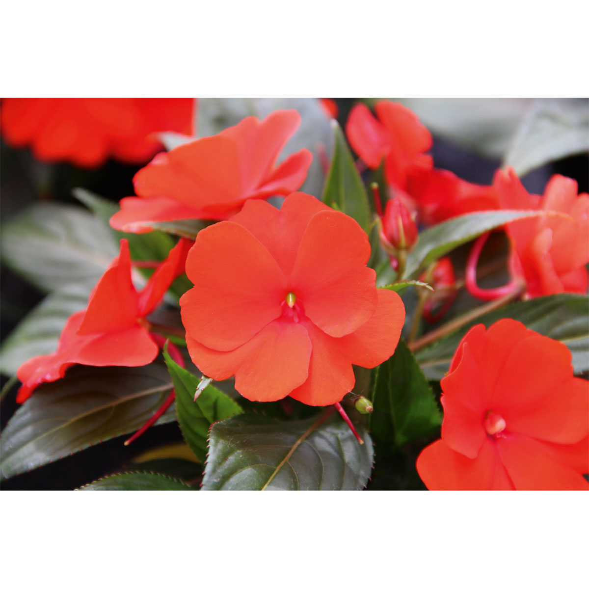 Plantiflor  Edellieschen T12 versch Farben Bild 8