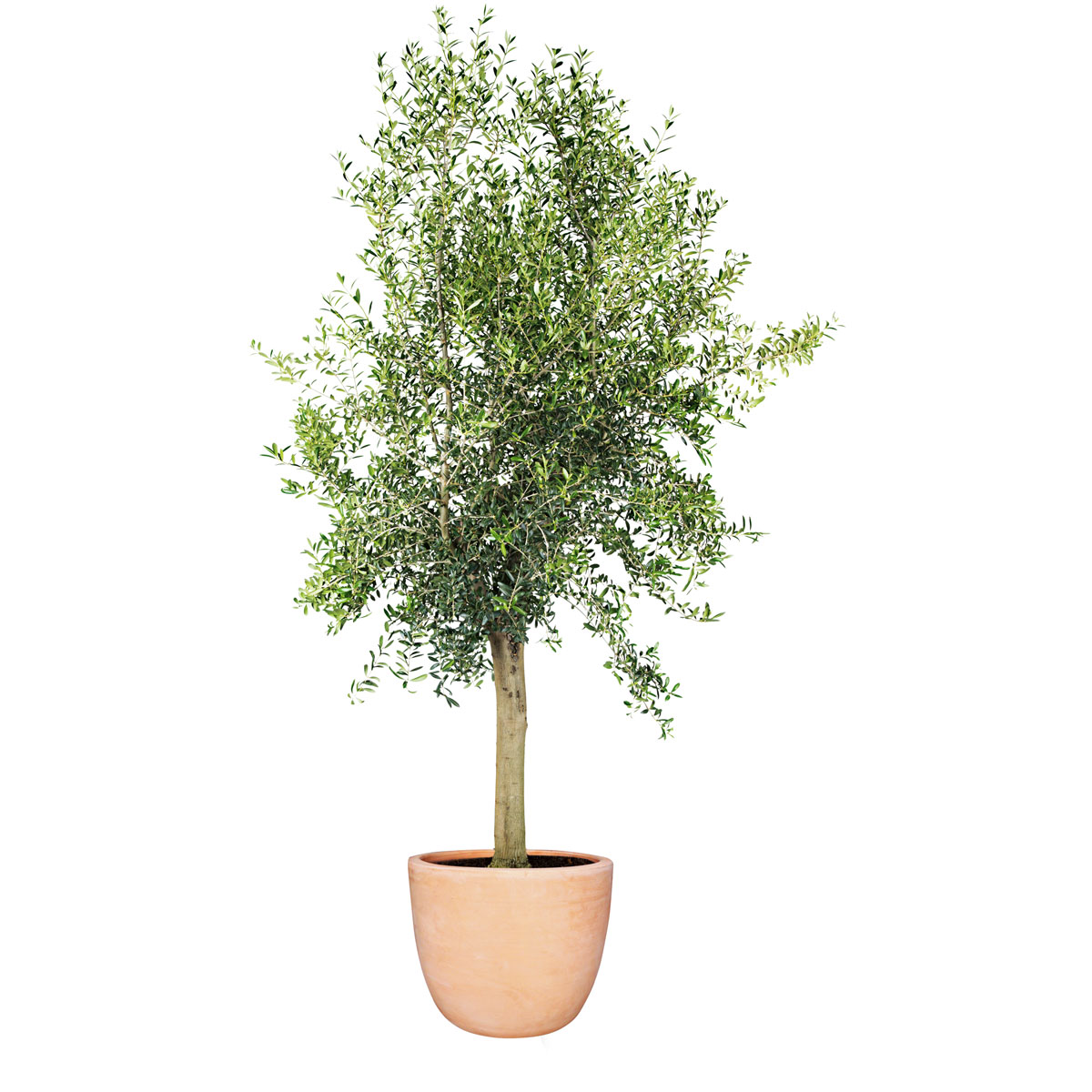 Plantiflor  Oliven-Stamm im Topf Durchmesser 15 cm Bild 2