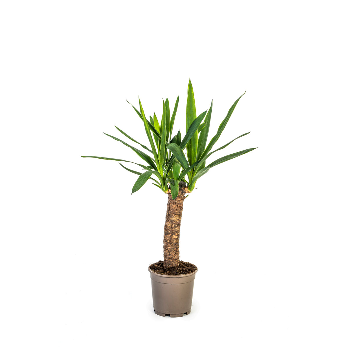 Yucca-Palme, 4 Stück, Topf Ø 13 cm Bild 1