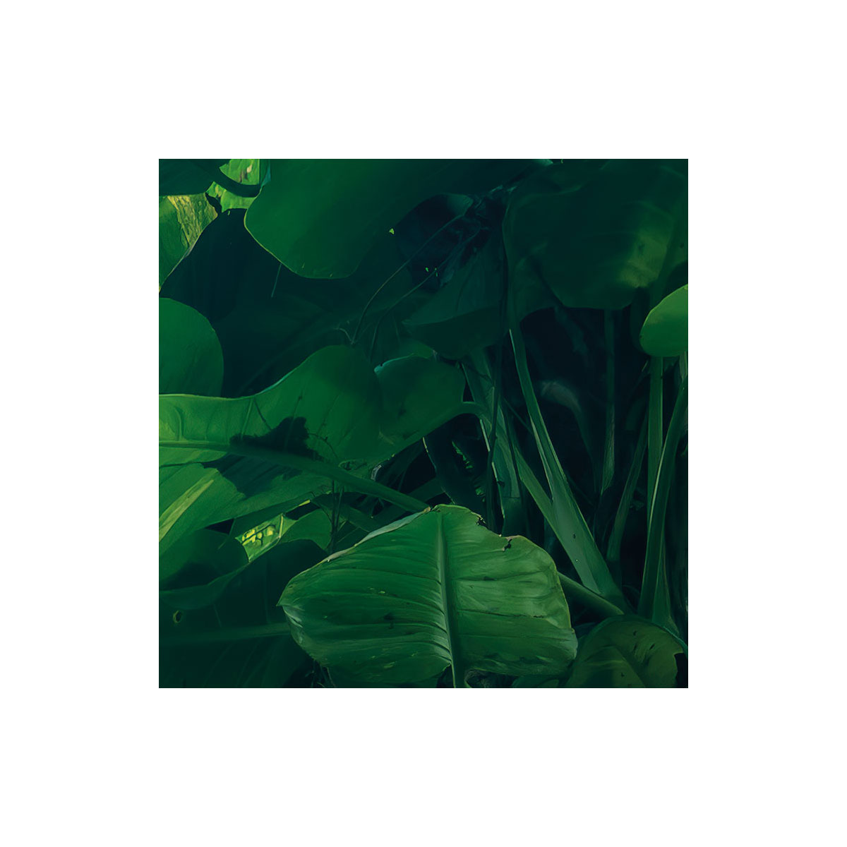 Komar  Vlies Fototapete Green Leaves 450x280 cm Bild 5