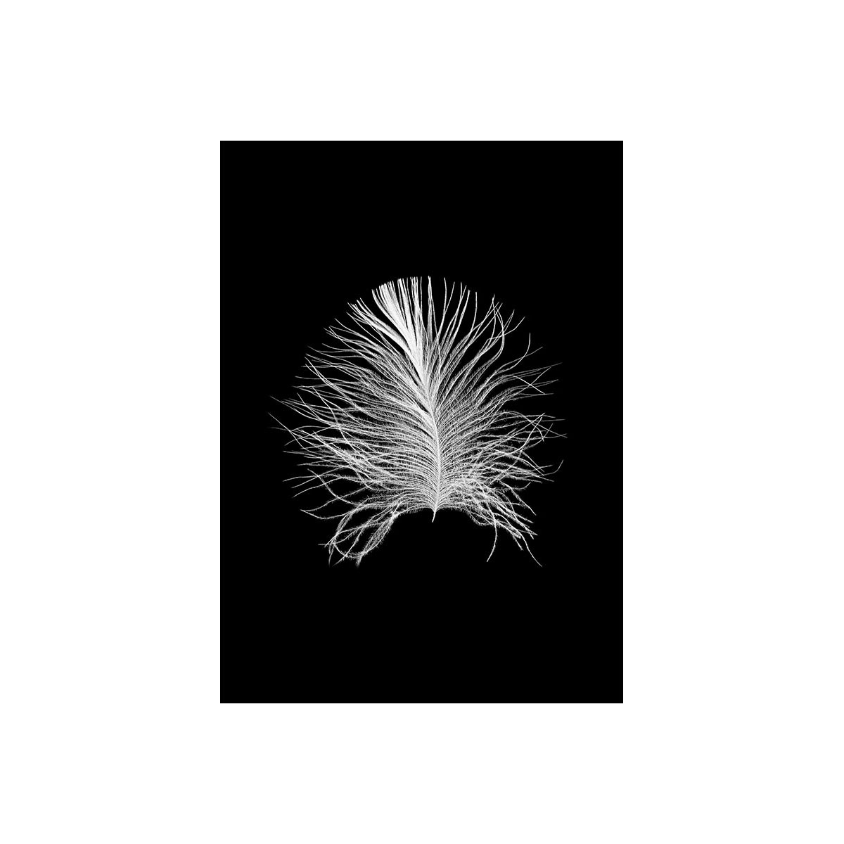 Komar  Wandbild Feather Black 40x50 cm Bild 2