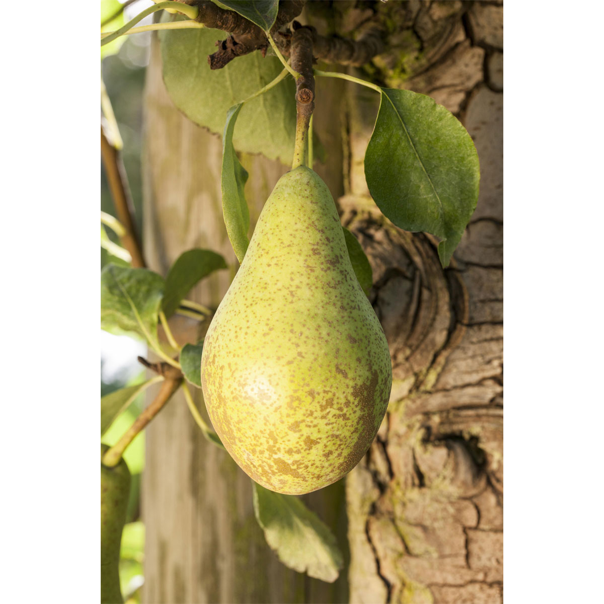 Plantiflor  BIO-Birne 'Conferencebirne'