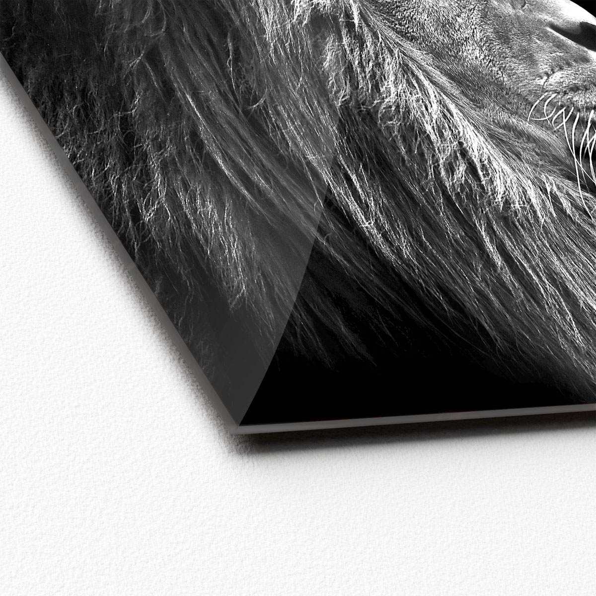 Glas-Art Grey Lion Head 20 x 20 Glasbild Bild 2
