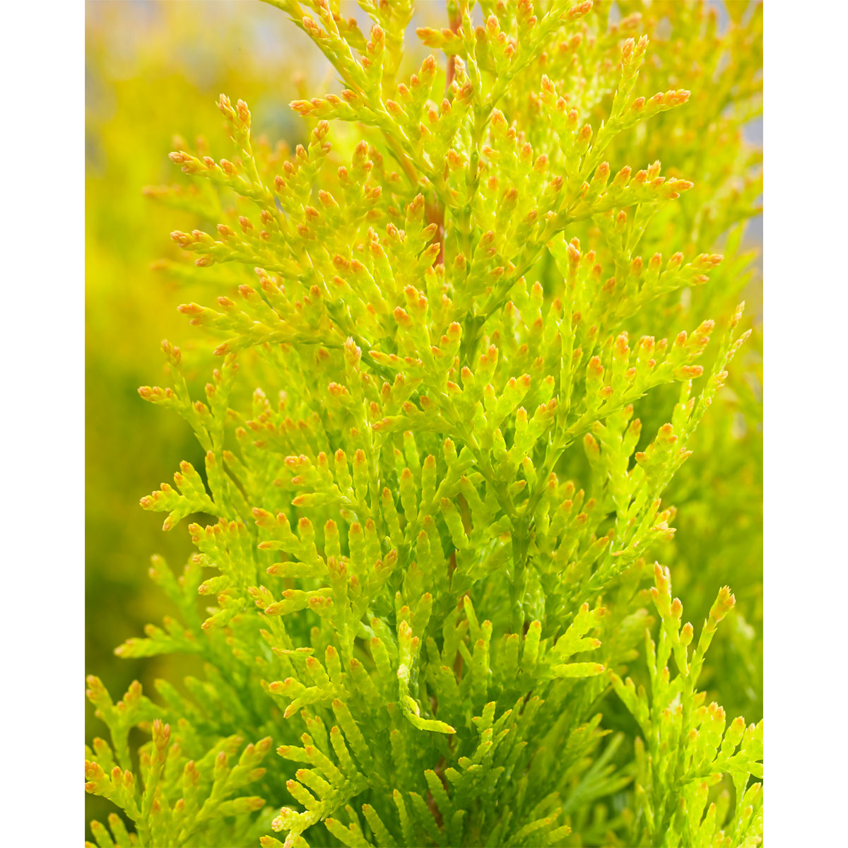 Plantiflor Lebensbaum Golden Smaragd Topf Durchmesser 19 cm