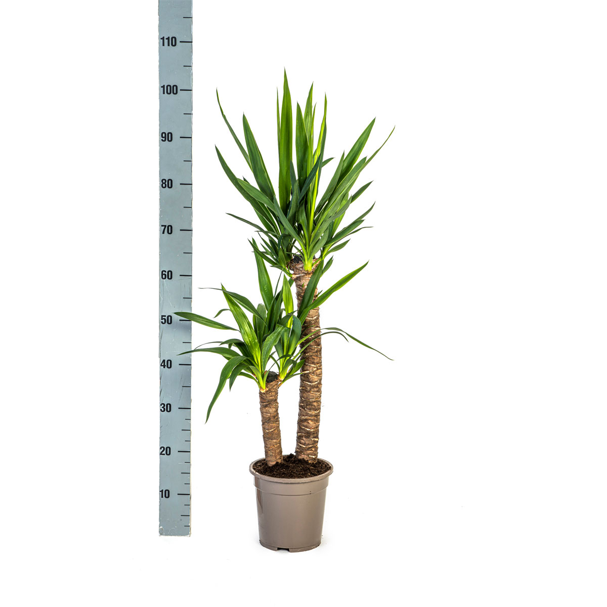 Yucca-Palme, Topf Ø 19 cm Bild 2