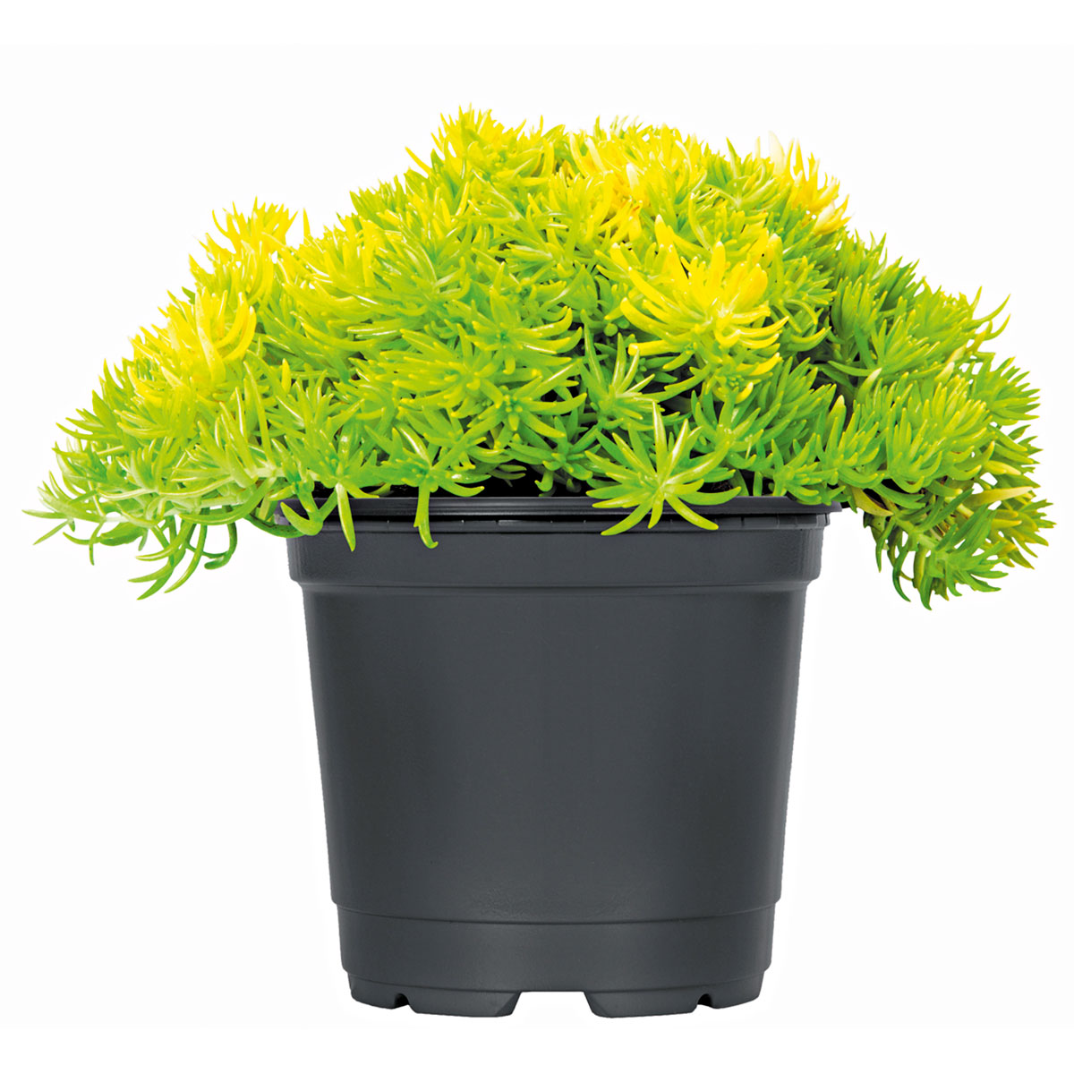 Plantiflor  Herbstzauber verschiedene Sorten Topf Durchmesser 11 cm Bild 5