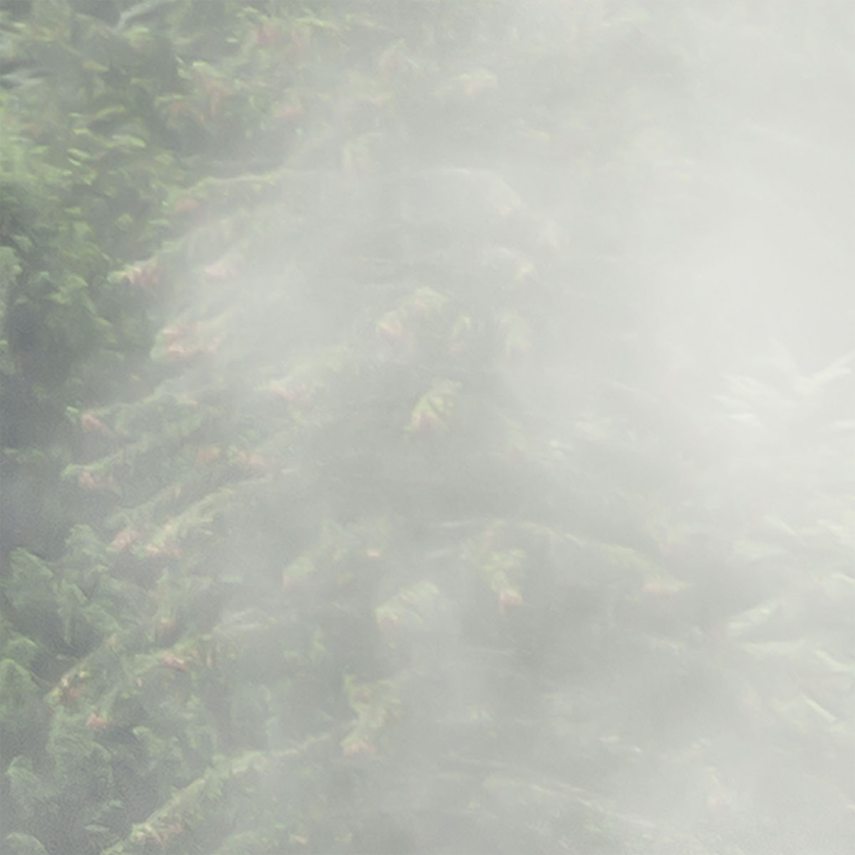 Komar  Vlies Fototapete Forest Land 400x250 cm Bild 8