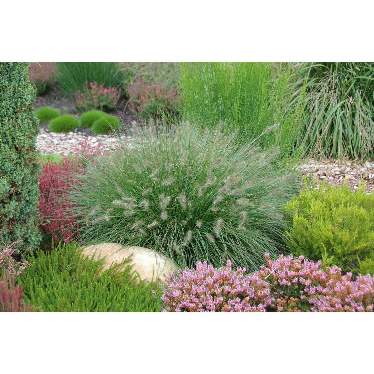 Plantiflor Lamputzergras Hameln Topf Durchmesser 17 cm