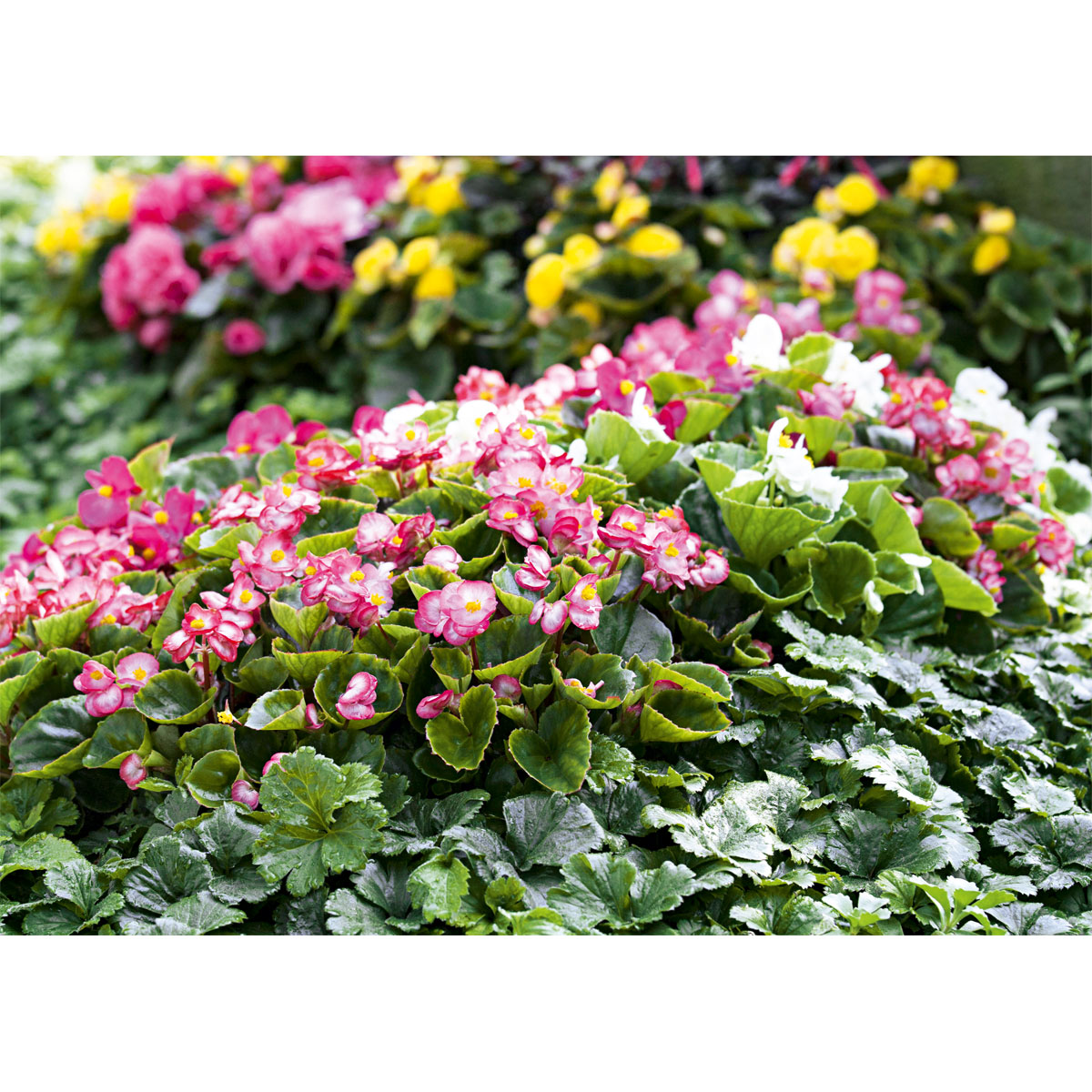 Plantiflor  Begonie Durchmesser 13 cm Bild 5