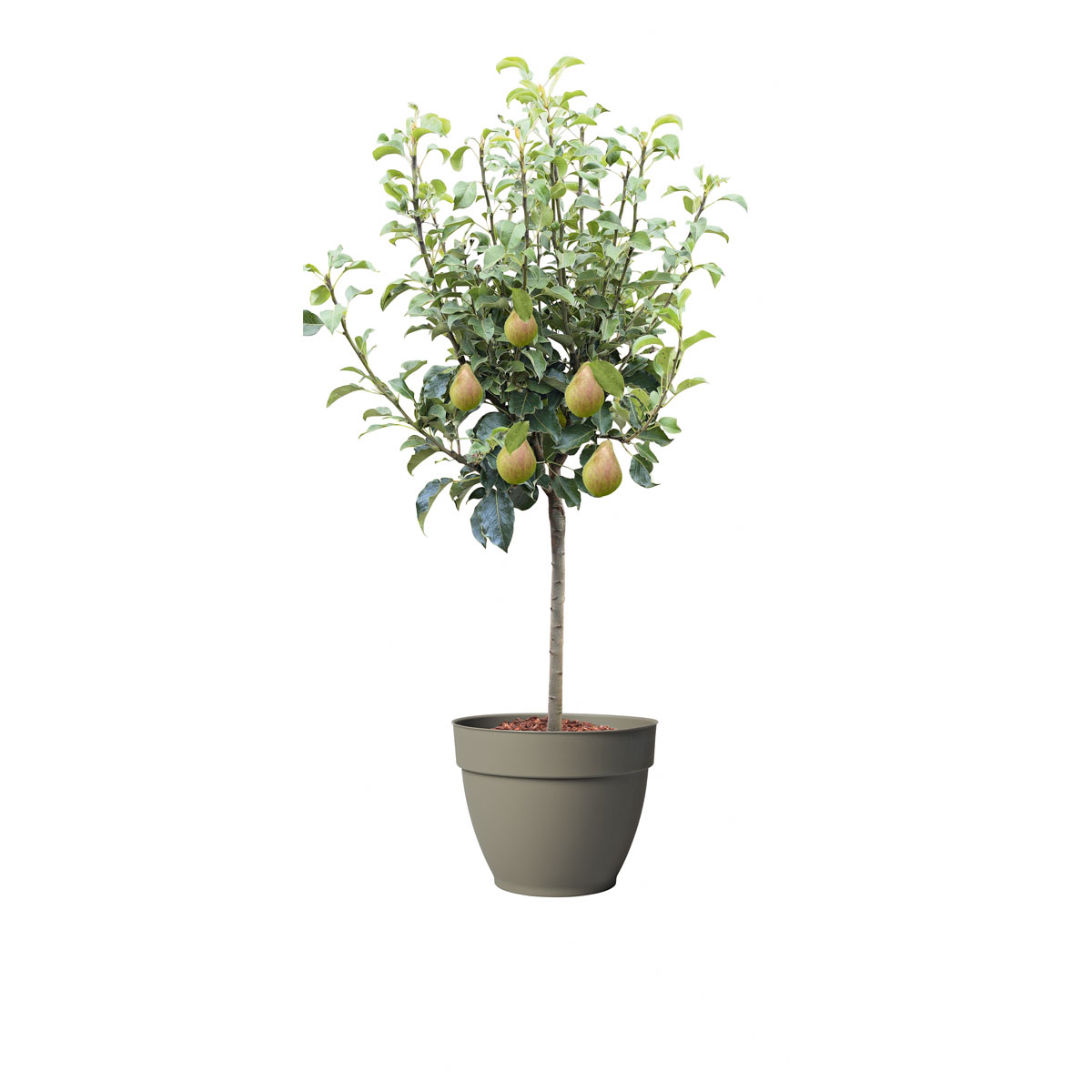 Plantiflor  Birnenbaum im Topf Durchmesser 30 cm Bild 1
