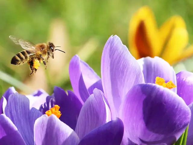 Nahaufnahme einer Biene, die über lila Krokusblüten fliegt.