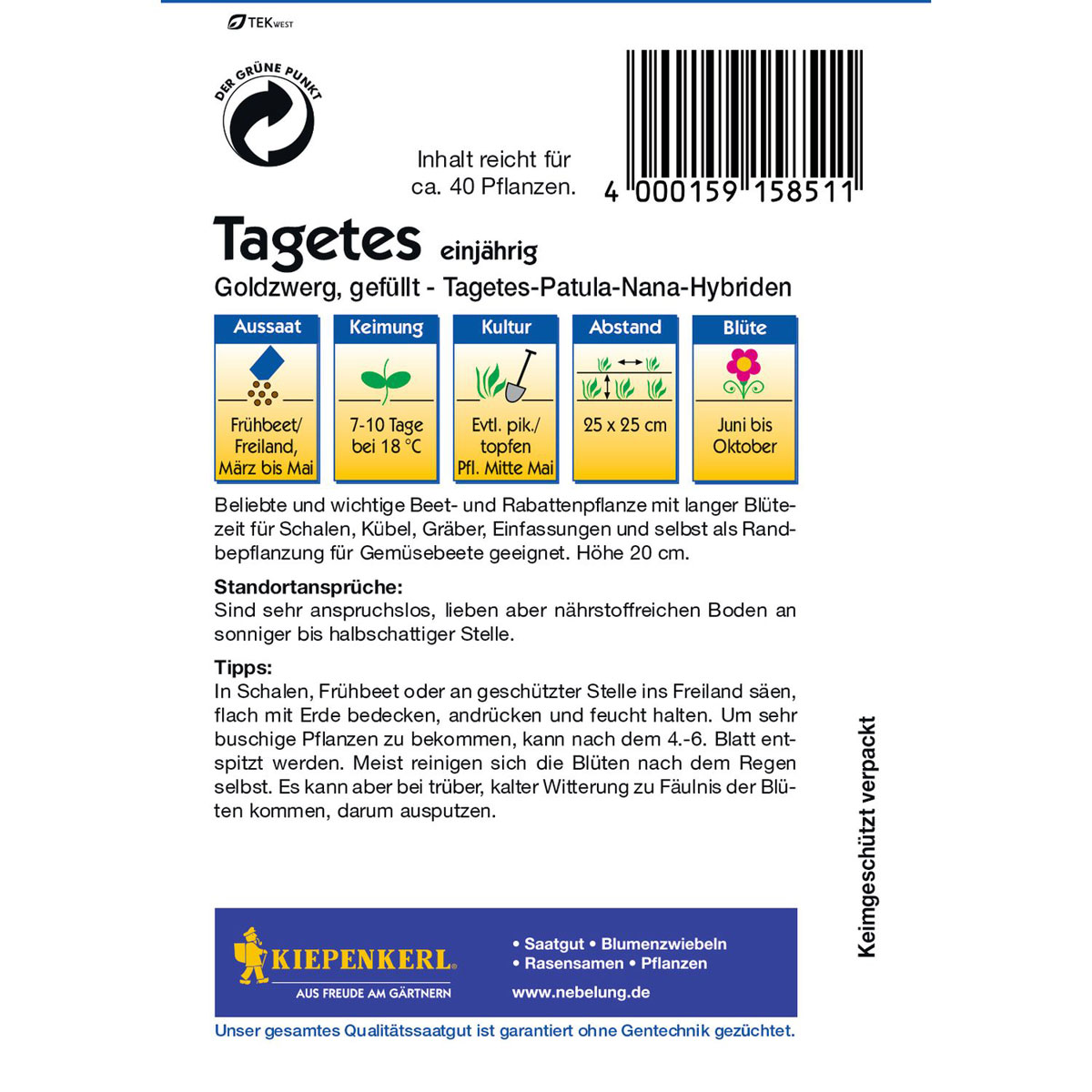 Kiepenkerl Tagetes Goldzwerg Bild 3