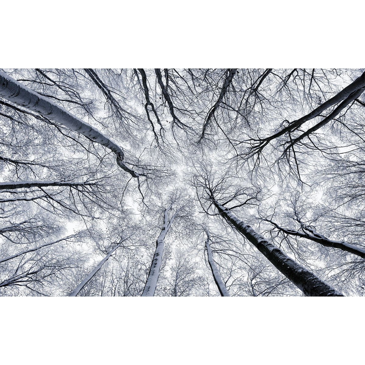 Komar  Vlies Fototapete Up 400x250 cm Bild 2