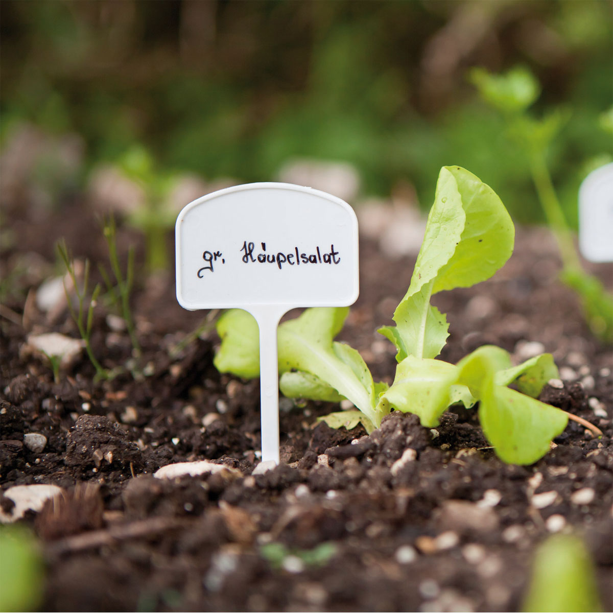 Windhager Pflanzenschild 7 Stück Bild 3