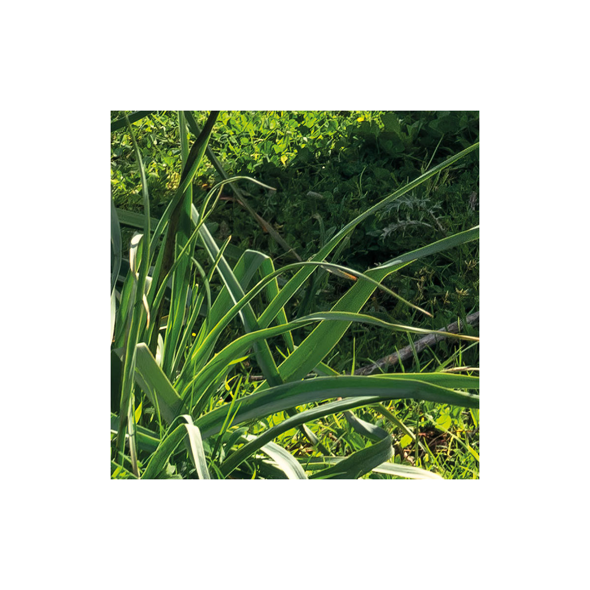 Komar  Vlies Fototapete Kuhparadies 450x280 cm Bild 6