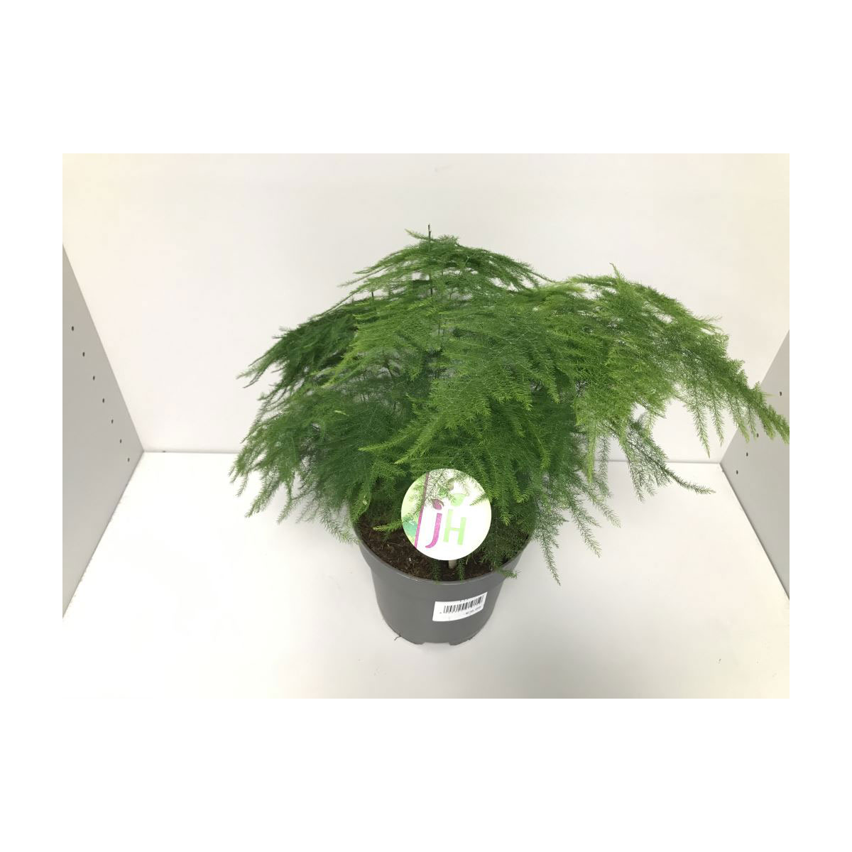 Plantiflor  Zierspargel Mix 45-55 cm T17