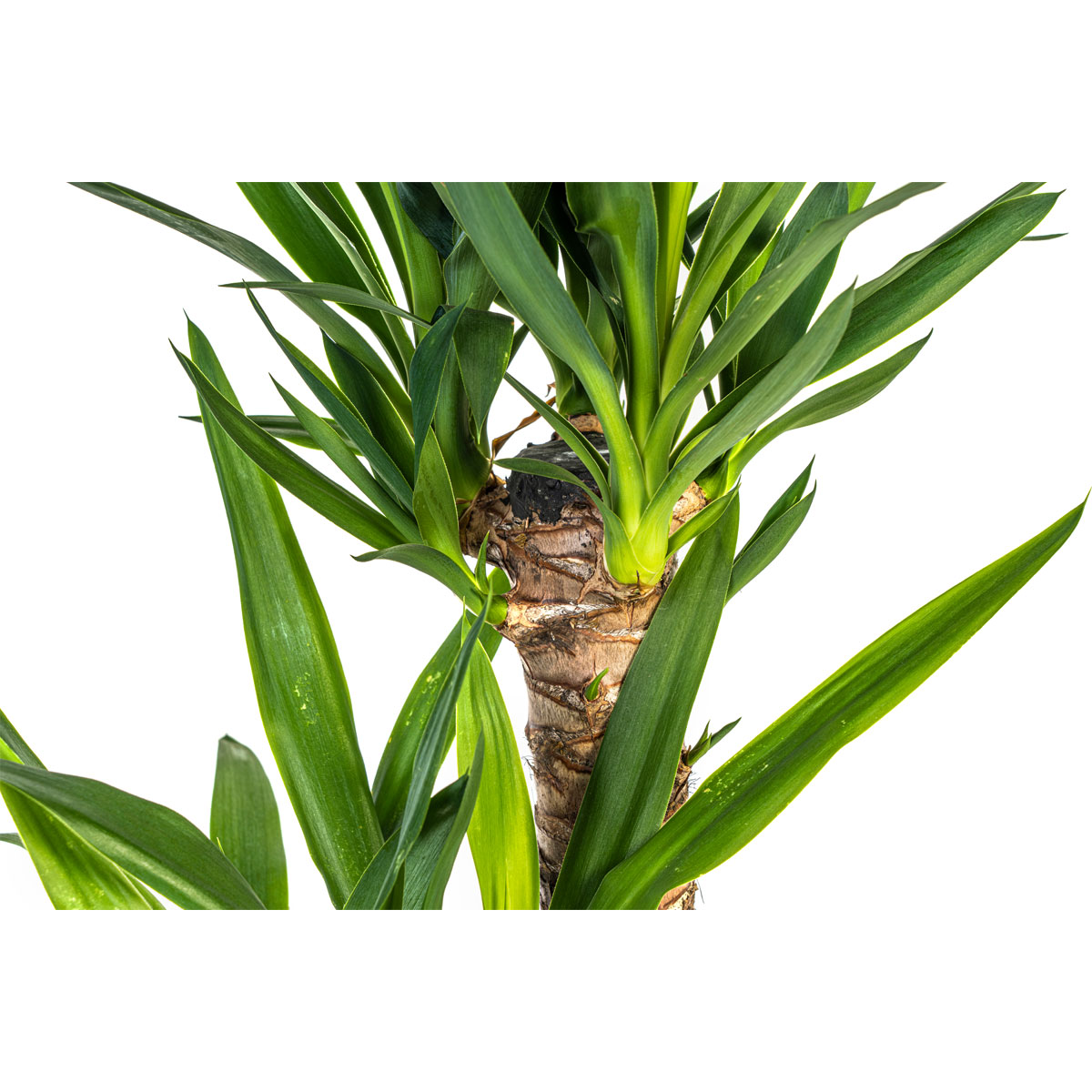 Yucca-Palme, Topf Ø 19 cm Bild 3