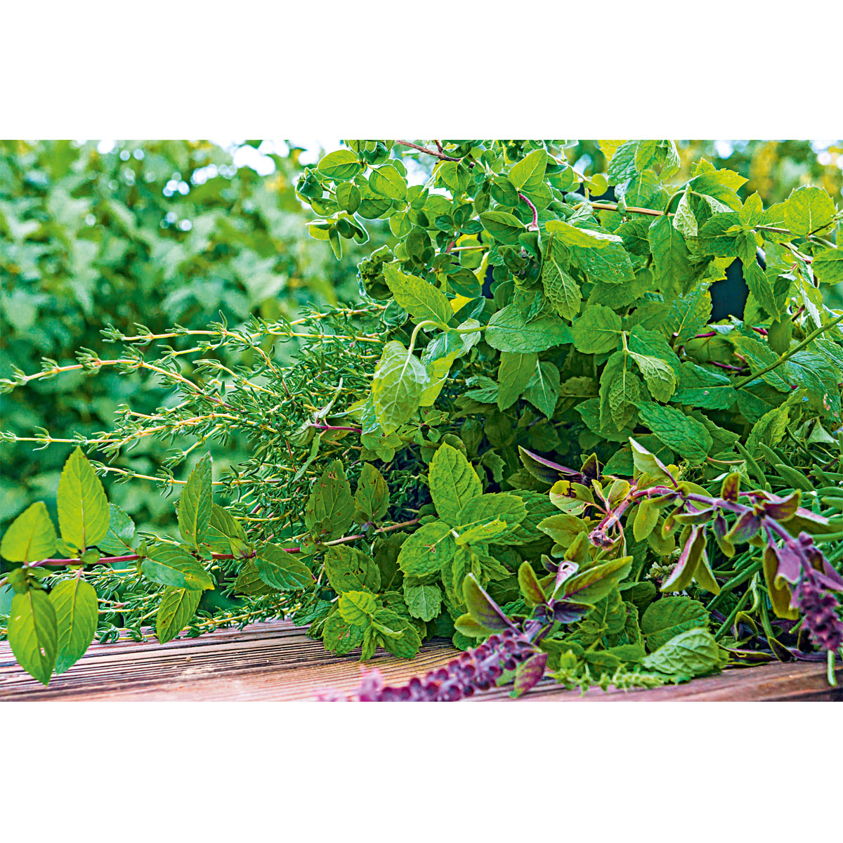 Plantiflor  Gourmetkräuter Melisse im Topf Durchmesser 12 cm Bild 4