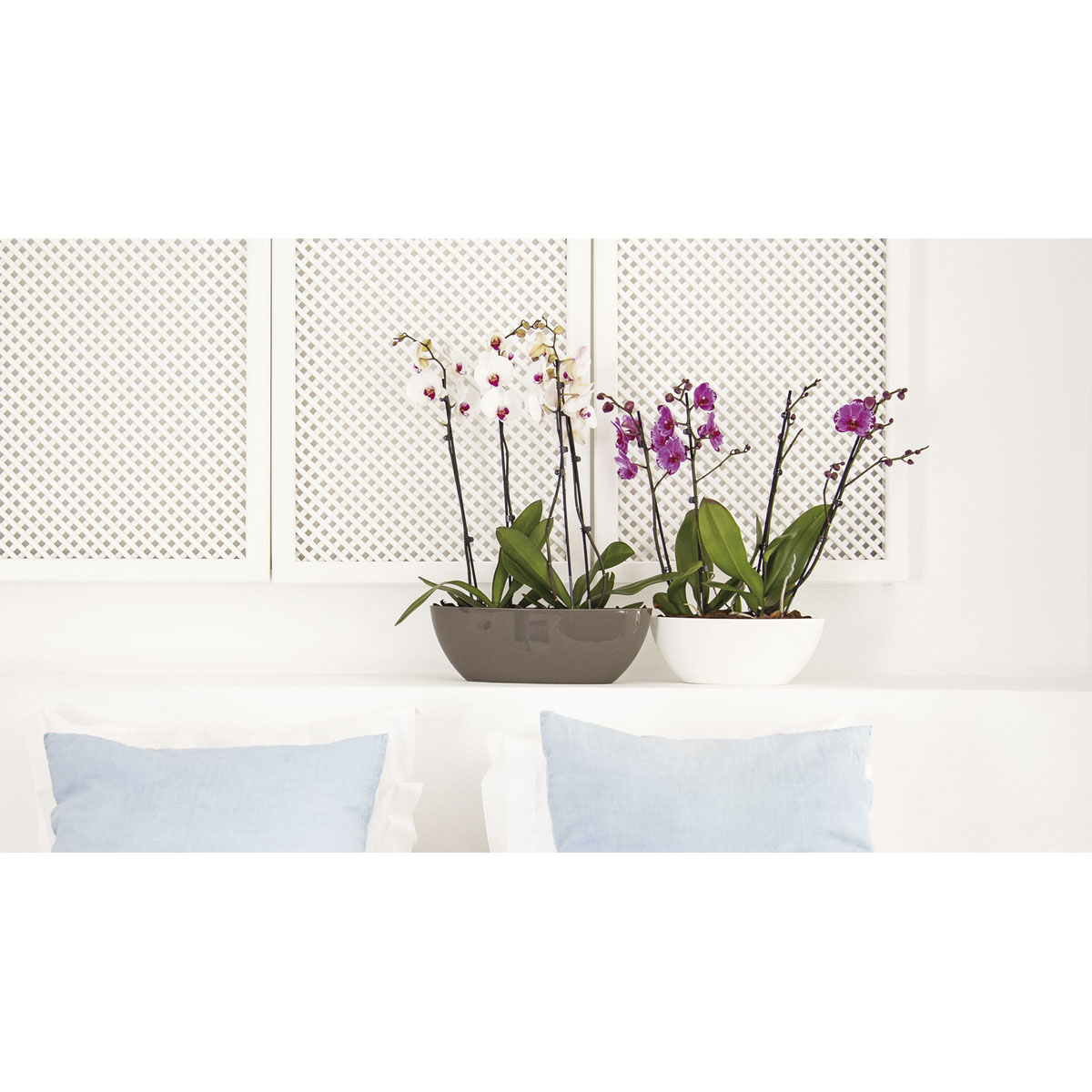 Schale Bahia Plant Box 22 cm anthrazit Bild 4