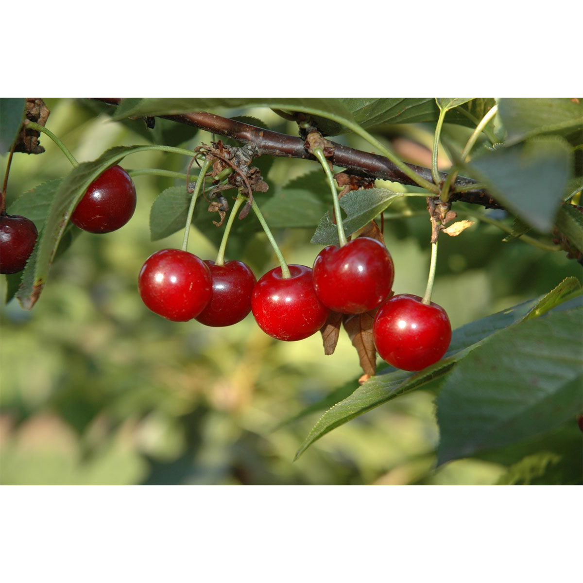 Plantiflor Sauerkirsche Morellenfeuer Buschm Topf Durchmesser 28 cm Bild 1