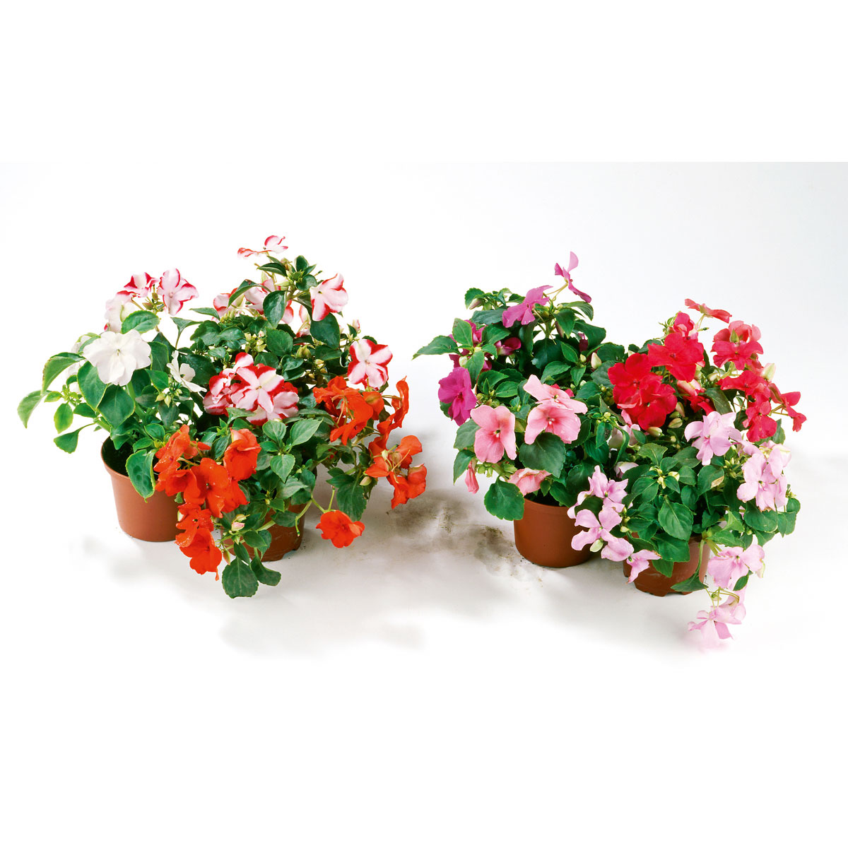 Plantiflor  Fleißiges Lieschen Topf Durchmesser 10,5 cm Bild 4