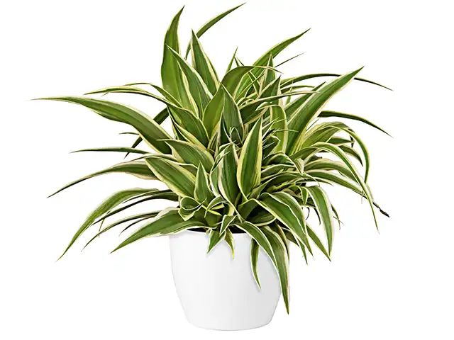 Clorophytum in einem Topf