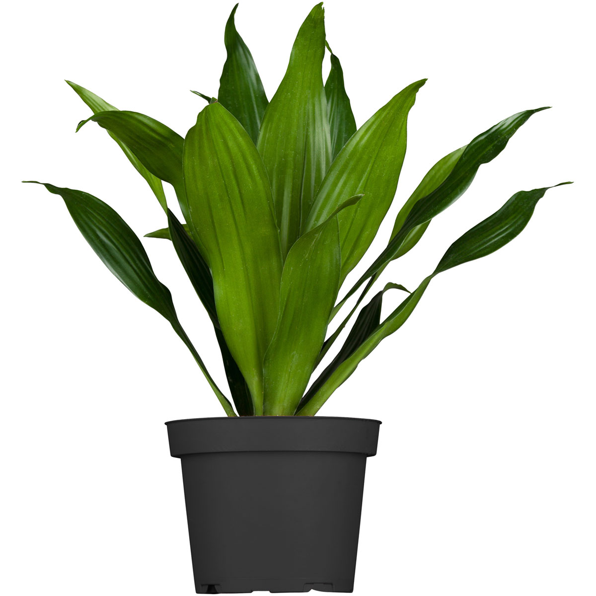 Drachenbaum Topf- Durchmesser 17 cm Bild 2