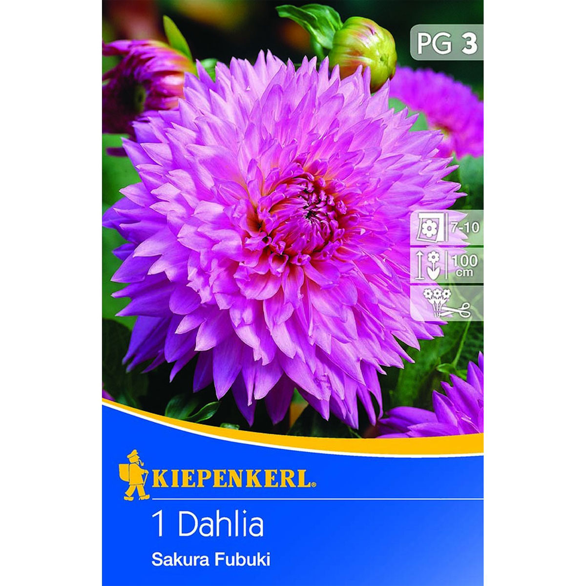 Kiepenkerl Dahlie Sakura Fubuki 1 Stk.