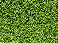 Gras bedeckt dicht den Boden unter strahlendem Sonnenlicht im Freien.