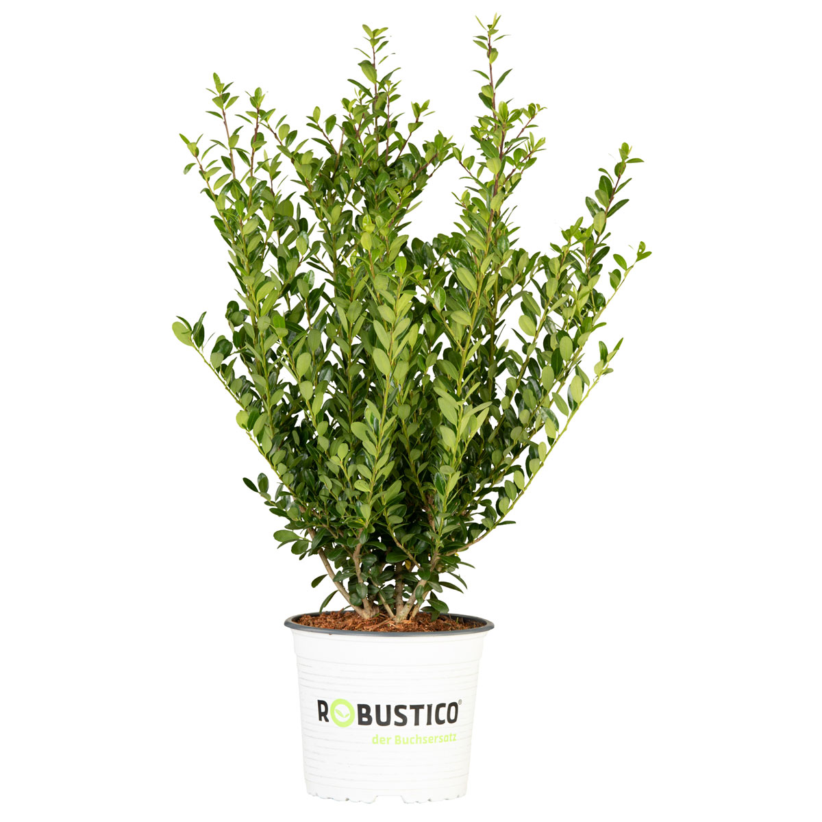 Plantiflor Grüne Stechpalme Robustico Topf Durchmesser 23 cm