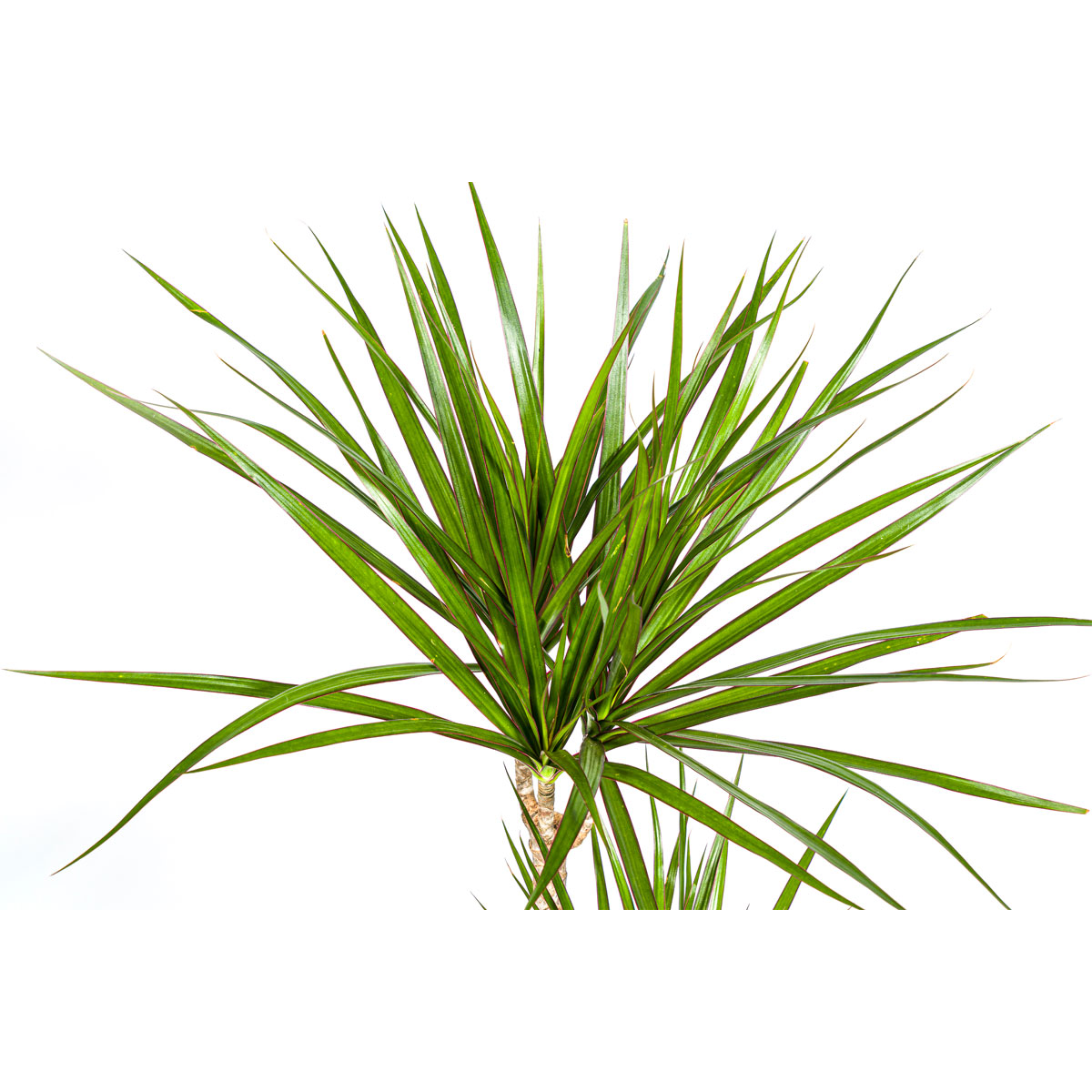 Gerandeter Drachenbaum „Green“, Topf Ø 19 cm Bild 3