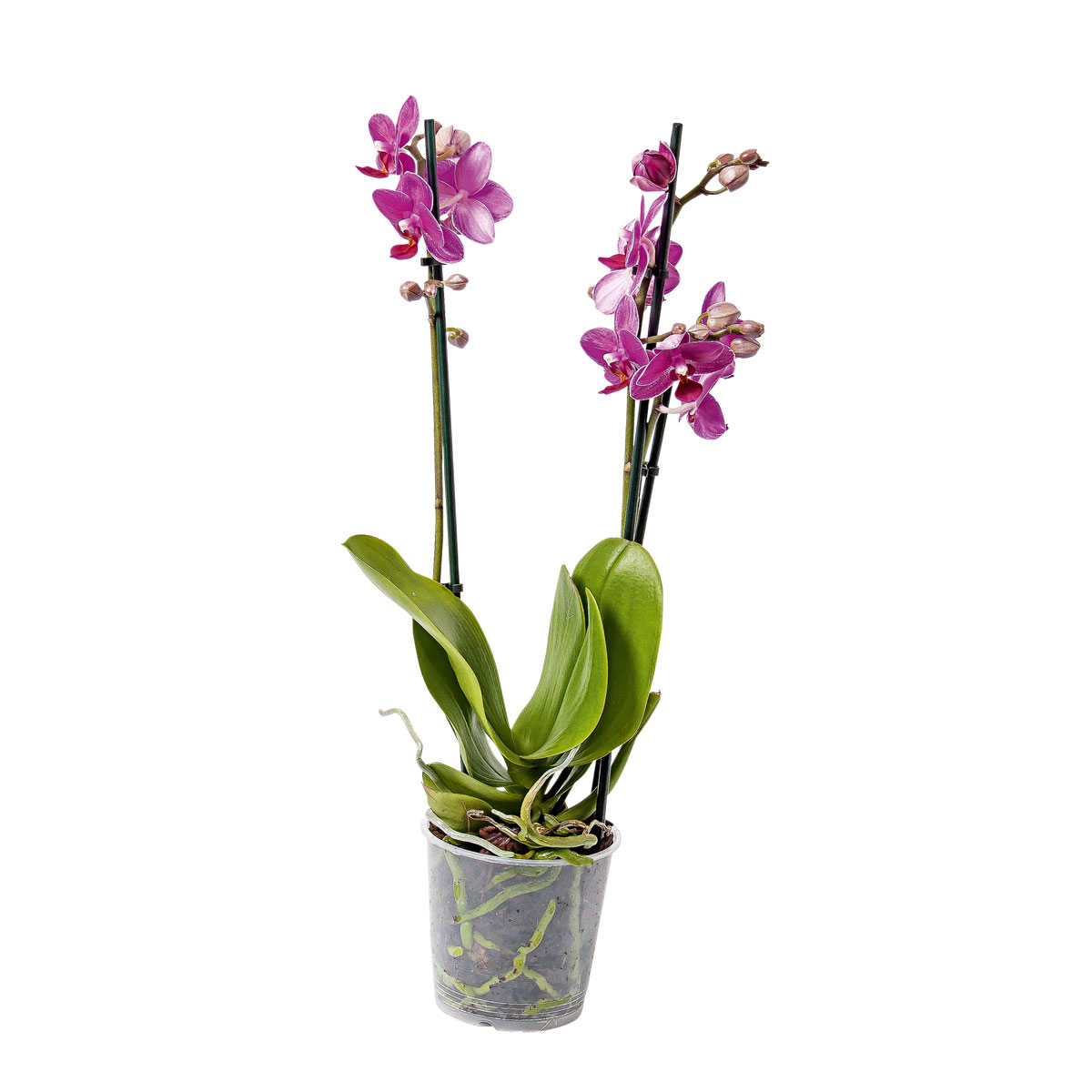 Plantiflor  Schmetterlingsorchidee Topf- Durchmesser 9 cm Bild 3