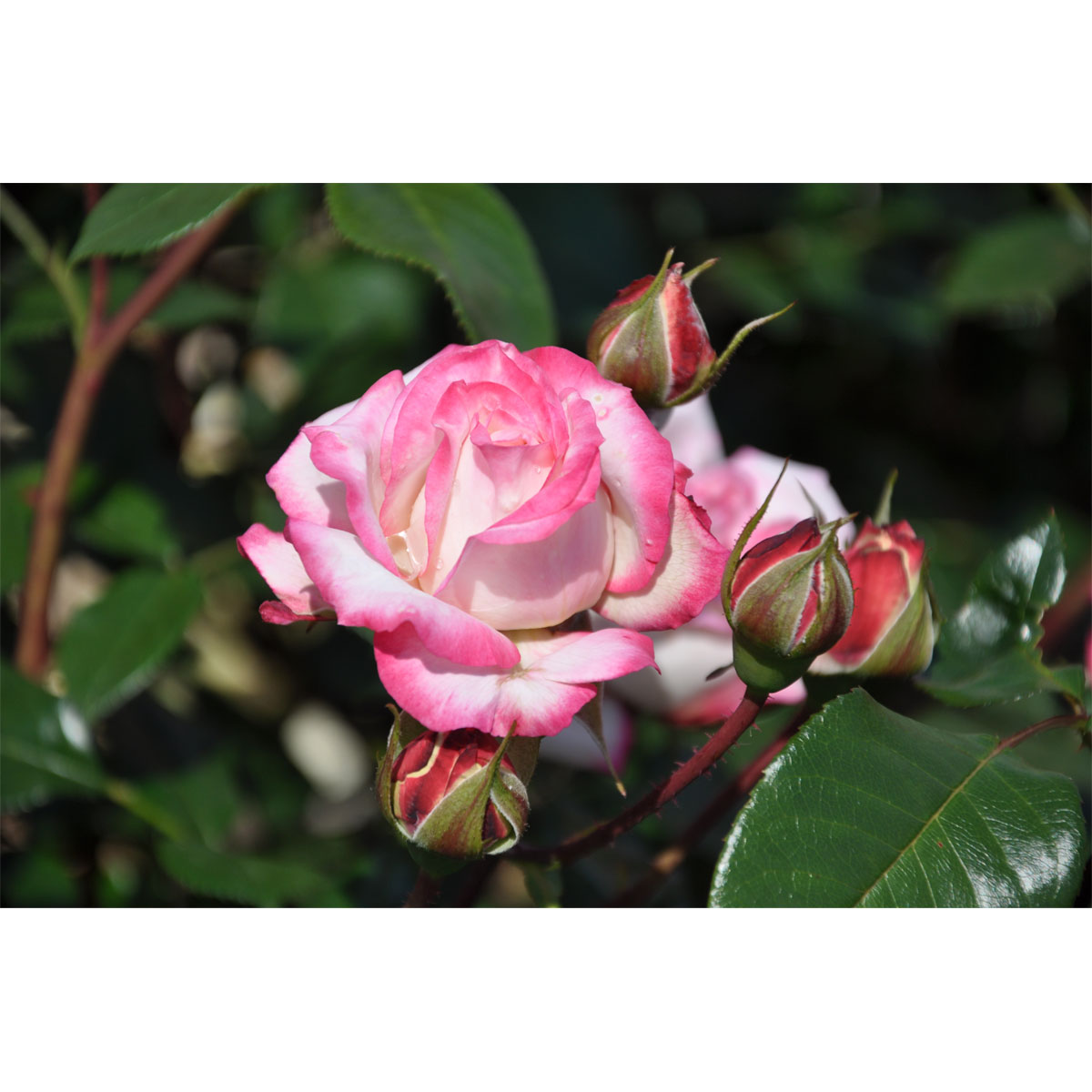 Plantiflor  Beetrose Zweifarbig Topf Durchmesser 19 cm