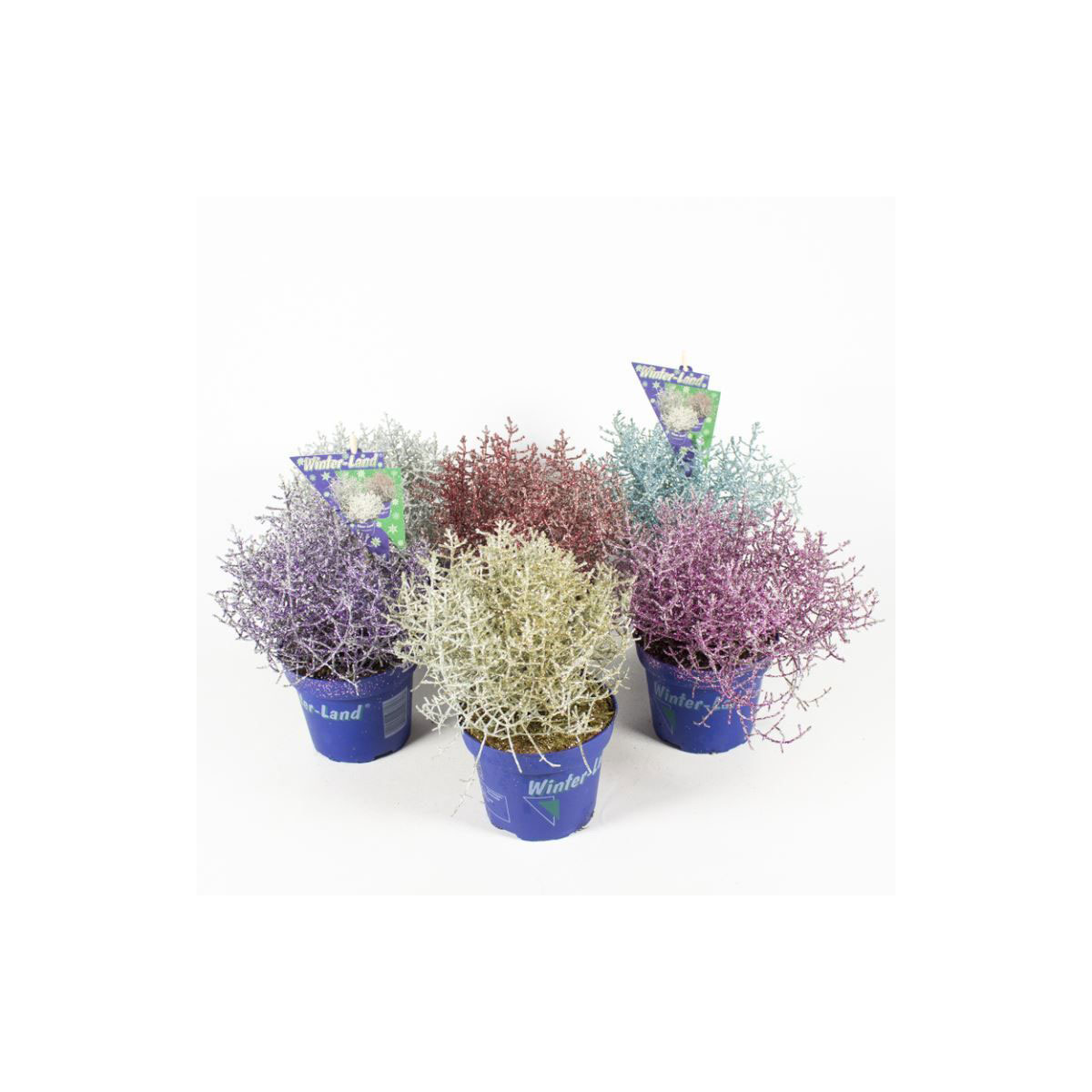 Plantiflor  Stacheldrahtpflanze Calocephalus brownii mit Glitzer