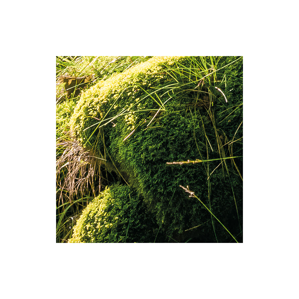 Komar  Vlies Fototapete Zauberhaftes Buchenspektakel 450x280 cm Bild 3