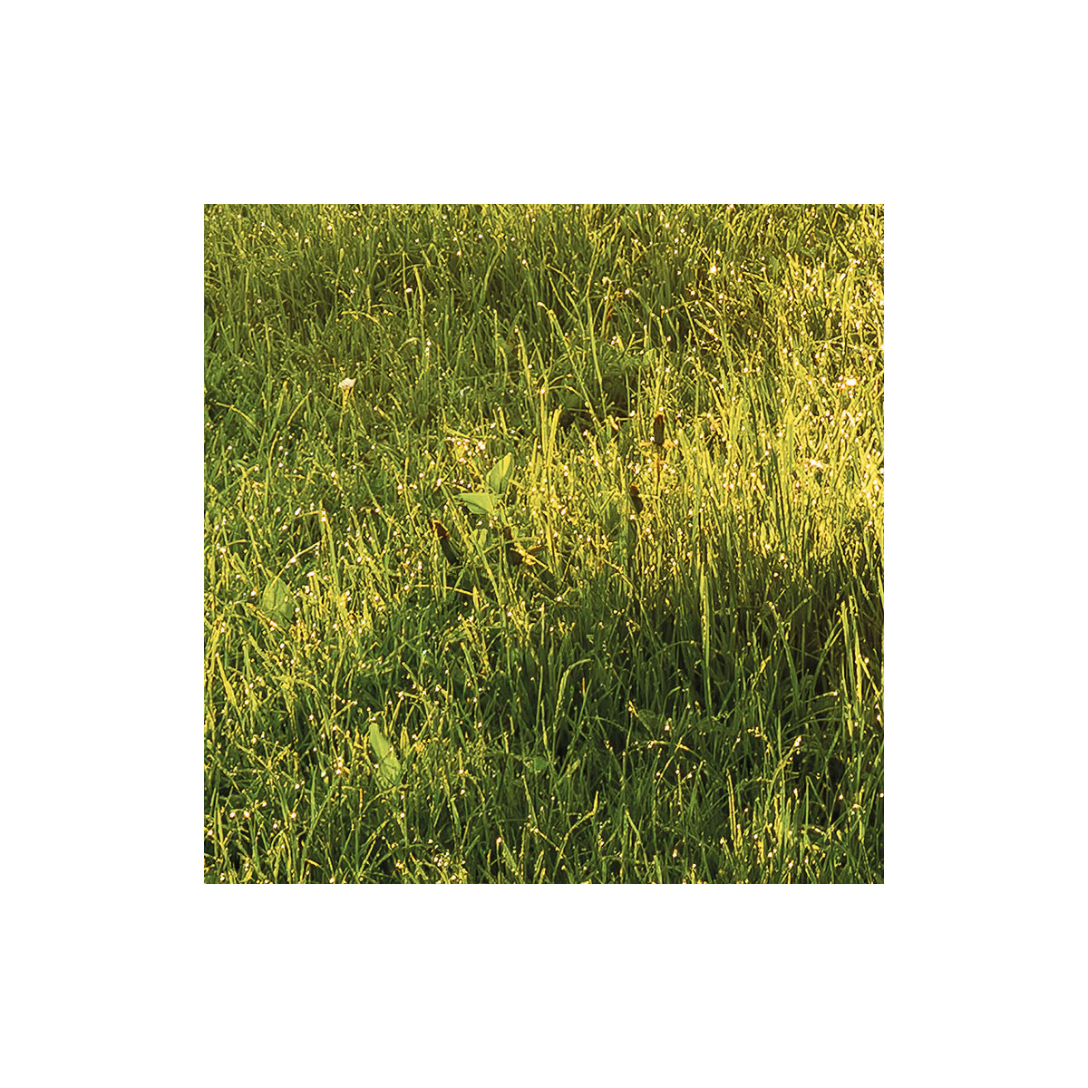 Komar  Vlies Fototapete Golden Moment 400x250 cm Bild 8