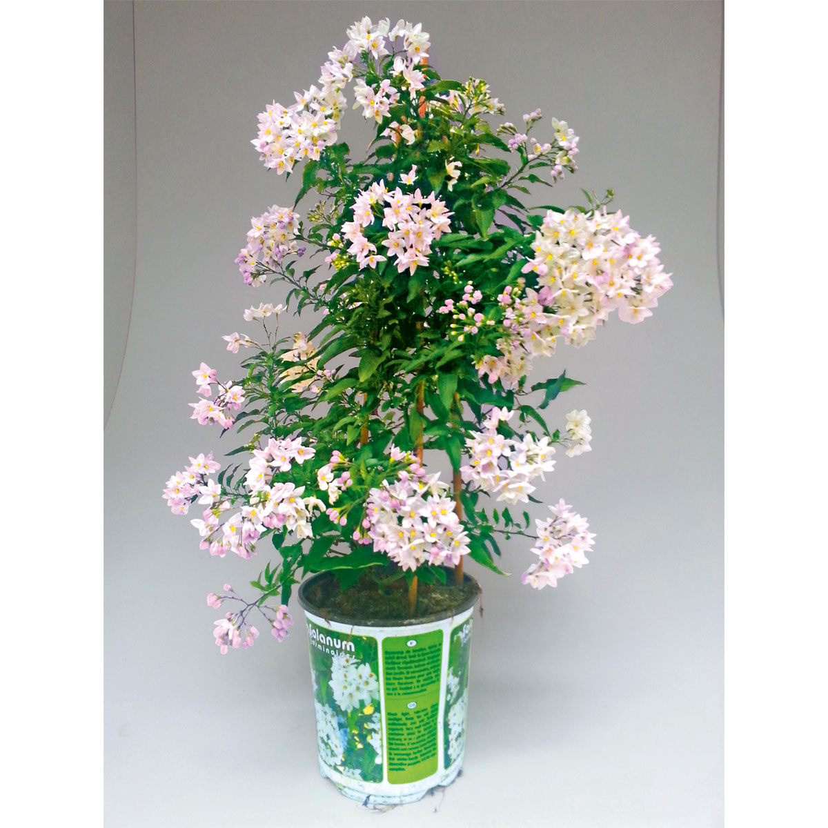 Plantiflor  Sommerjasmin Pyramide Topf Durchmesser 19 cm Bild 1