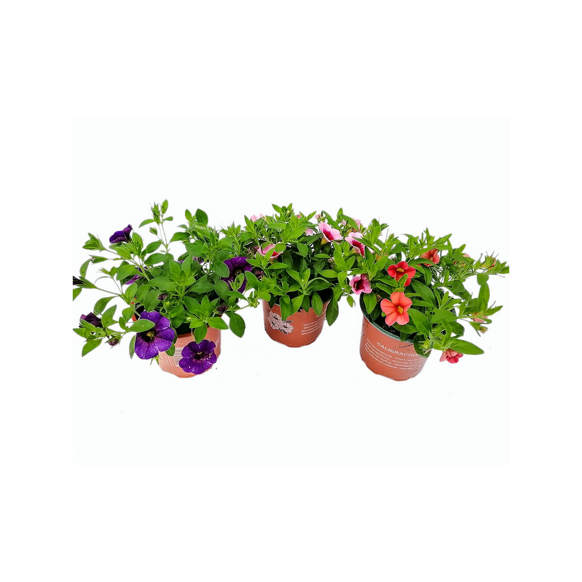 Plantiflor  Kleinblumige Petunie verschiedene Farben T10,5