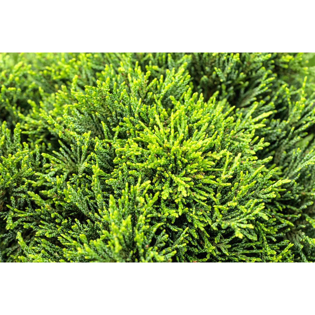 Plantiflor Zwergzypresse Green Globe Topf Durchmesser 17 cm