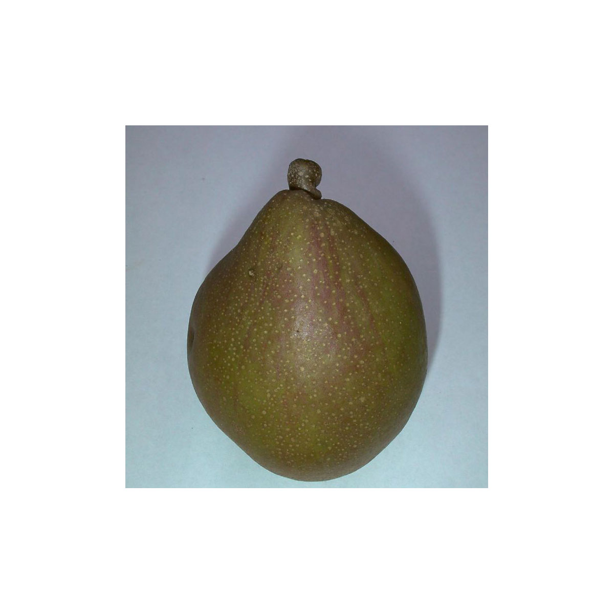 Birne Gellerts Butterbirne