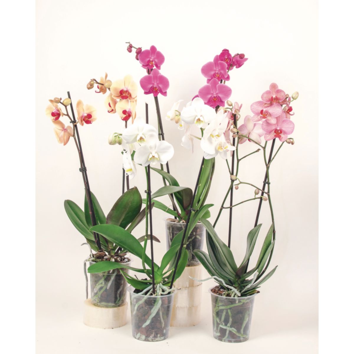 Plantiflor Orchideen-Mix 2-Trieber