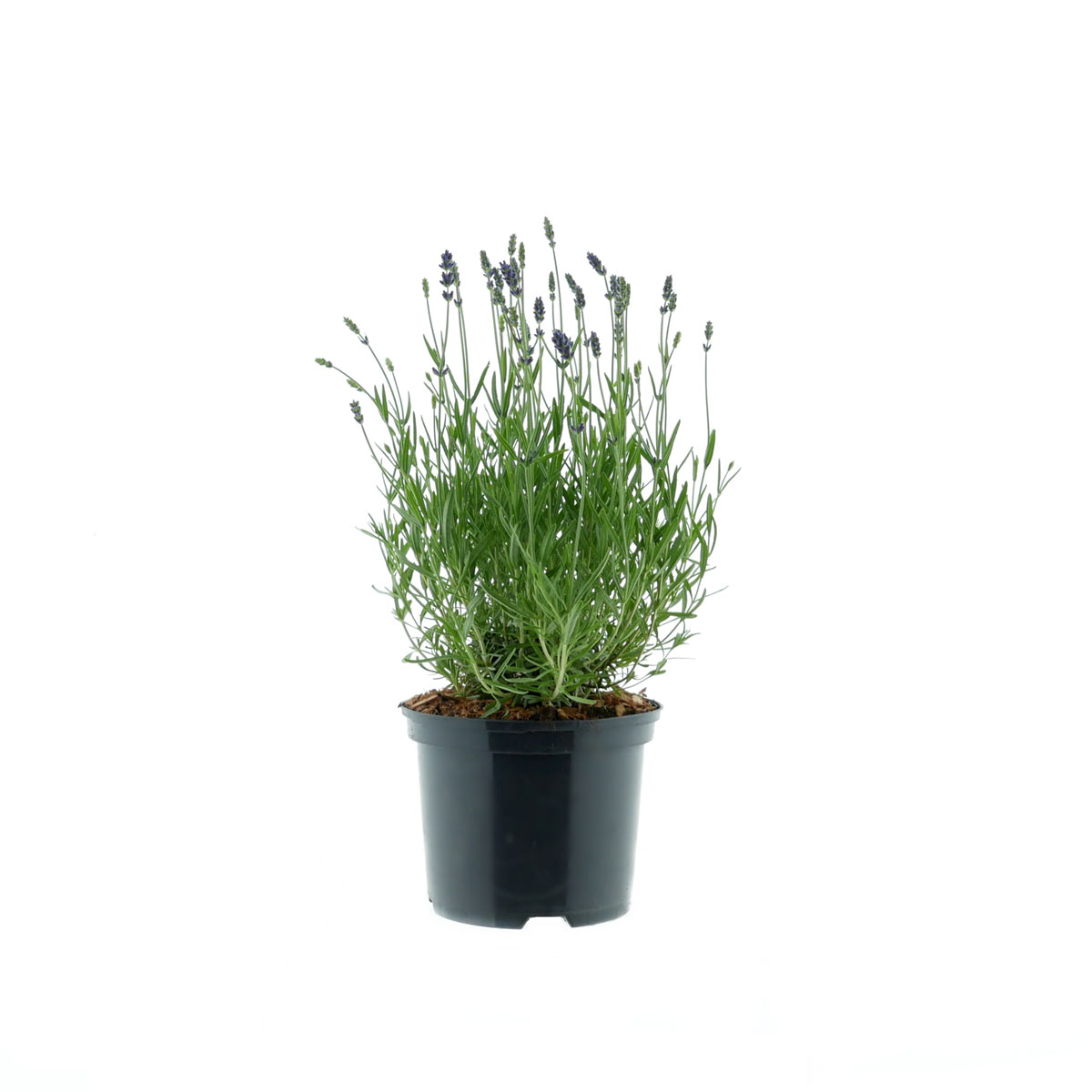 Plantiflor Provence Lavendel Essence Purple Topf Durchmesser 17 cm